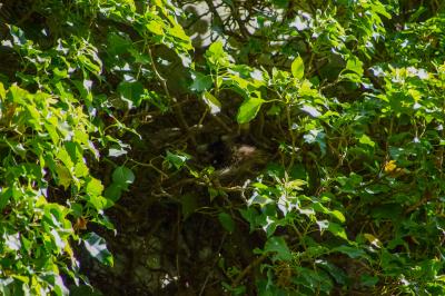 Stuttgart-Nord: Waschbaer haelt Feuerwehr auf Trab